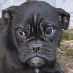 Kot&aacute;nyi - RESERVIERT