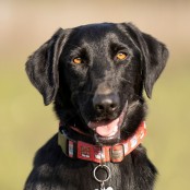 Lőv&eacute;r csal&aacute;d Leporello