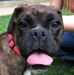 Limon&aacute;d&eacute;