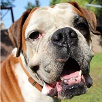 Milka (Boxer) - reserviert
