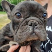 Mr. Darcy - RESERVIERT