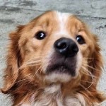 Puha csal&aacute;d Pedro