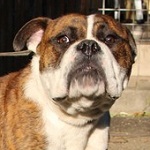 Pity&oacute;ka - RESERVIERT