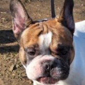 P&oacute;zer - RESERVIERT