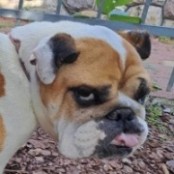 Perei Szid&oacute;nia