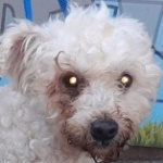 Puszedli - RESERVIERT