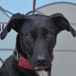 Porol&oacute; Refr&eacute;n