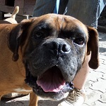 Showder - reserviert