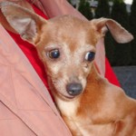 S&ouml;jt&ouml;ri Sofőr