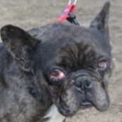 Stef&aacute;n - RESERVIERT