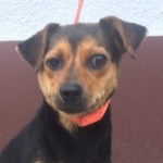 S&aacute;rospataki Stella