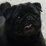 Szafal&aacute;d&eacute; - reserviert