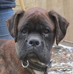 Terence - RESERVIERT