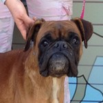 Torzina - reserviert 