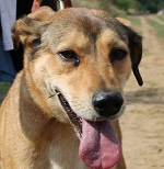 T&uuml;nd&eacute;rke