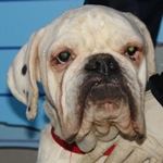 Viva vom Okeler Forst - reserviert 