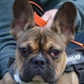 Wrinkly - RESERVIERT