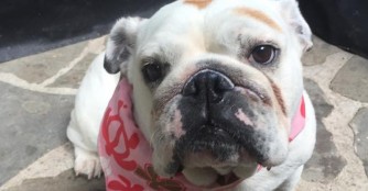 Winnie the lucky Bully