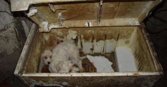 Aufl&ouml;sung einer Vermehrerstation in Karcag