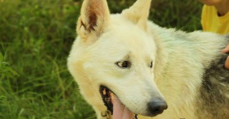 Csip in der Hundeschule!