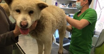 Kiku wurde von der Kette befreit