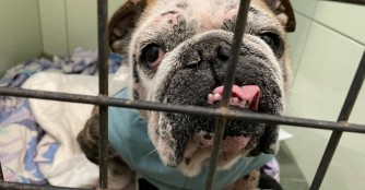 Aroma hat die Kastrationsoperation gut &uuml;berstanden