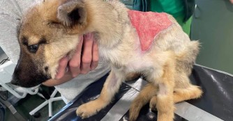 MakkMarci, nach Parvo nun auf dem Weg der Besserung