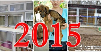 2015, als Tr&auml;ume wahr wurden