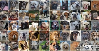 Auslandsadoptionen 2021