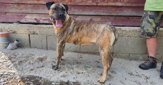 H&uuml;ndin Mon&eacute; sollte erschossen werden