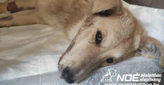 H&uuml;ndin Nikol k&auml;mpft um ihr Leben!