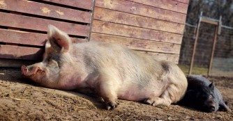 Die Quarant&auml;ne des Innenhofes wegen der Vogelgrippe ist aufgehoben