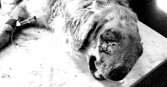 Headache hat es nicht geschafft