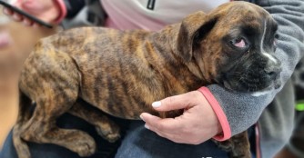 Die kleine Gigi hat es schwer getroffen