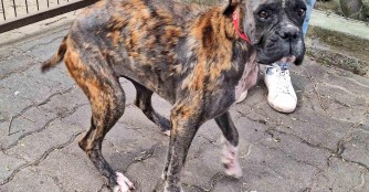 Csipke auf dem Weg der Besserung!