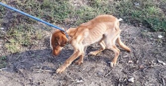 Wie aus 2 geretteten Hunden 12 wurden...