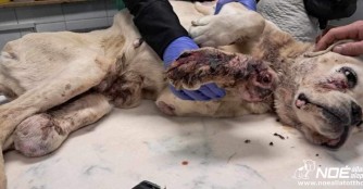 Amarill, Boxerh&uuml;ndin in schrecklichem Zustand