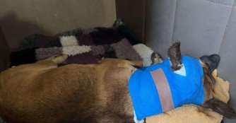 Csat&aacute;r k&auml;mpfte angekettet um sein Leben