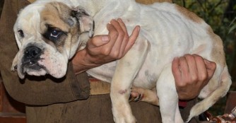 Ollie lebte an einer Kette...