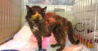 Alte Mieze aus einem Industriegebiet gerettet