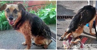 Wir hoffen, dass wir Abu wieder auf die Beine helfen k&ouml;nnen!