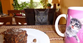 Von Katzen und M&auml;nnern