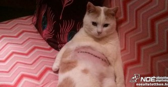 Kater Balu wurde am Bauch operiert