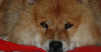 JinJin seit einem Jahr im Gl&uuml;ck!