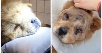 Kurzhaarschnitt f&uuml;r Chow-Chow Dewei