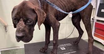 F&ouml;nix bekommt von uns die Chance auf ein besseres Leben