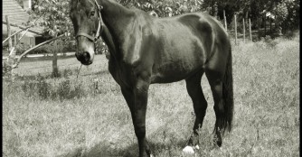 Gipsy ist &uuml;ber die Regenbogenbr&uuml;cke galoppiert