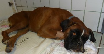 Von der T&ouml;tungsstation in die Tierklinik