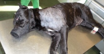 Ivy nach der Operation