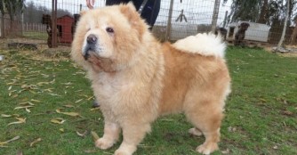 Jacky, der charmante alte Chow